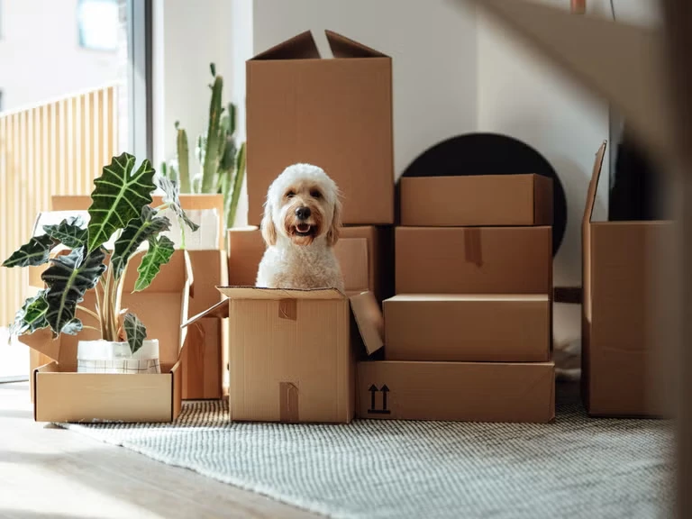 Déménager avec un animal de compagnie : comment rendre la transition plus douce